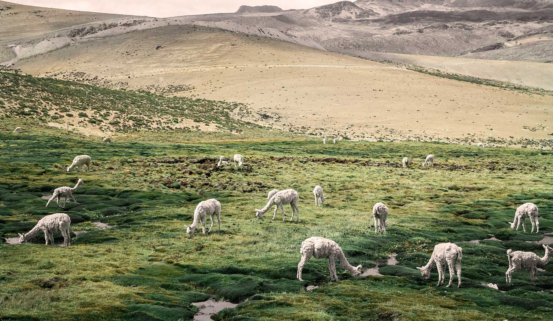 Sheep grazing in a highland landscape near Recon Drilling operations
